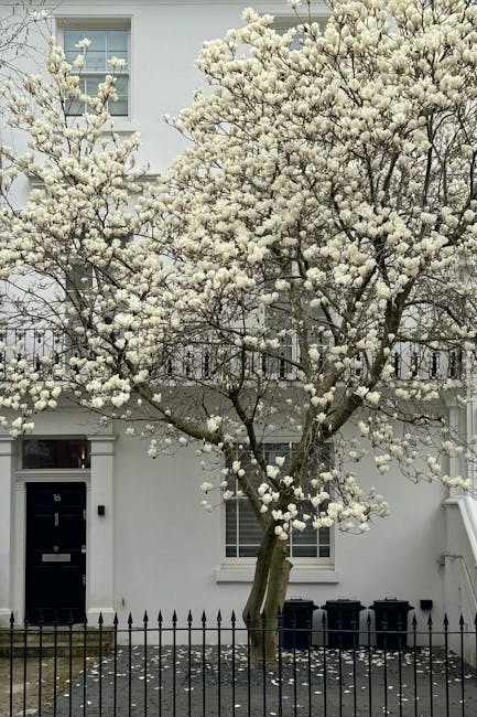 The image depicts a mature flowering tree with numerous dense clusters of white blossoms covering its branches, positioned in front of a modern, white residential building. The tree's trunk is visible at the base, showing a smooth, brown bark, with branches spreading out horizontally and vertically to create a full canopy. The blossoms are small, round, and densely packed, giving a billowing appearance against the pale exterior of the building. Surrounding the tree is a black metal fence with pointed finials, enclosing a small paved area that has some fallen petals scattered on the ground. Behind the tree, the building features multiple rectangular windows with white frames and sills, and a black front door with a modern design, including a rectangular window and a doorbell. The overall scene is well-lit by natural daylight, creating a bright and neutral atmosphere that highlights the seasonal bloom, indicative of spring. This scene illustrates an outdoor residential environment suitable for professional rubbish removal or on-site clearance services, capturing the typical urban landscaping associated with private properties near Notting Hill.